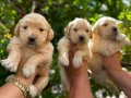 Çok kaliteli bebek yüz Golden Retriever yavruları