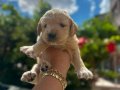 Çok kaliteli bebek yüz Golden Retriever yavruları