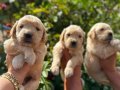 Çok kaliteli bebek yüz Golden Retriever yavruları