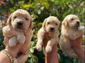 Bebek yüzlü Golden Retriever yavruları