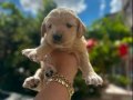 Bebek yüzlü Golden Retriever yavruları