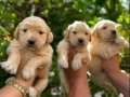 Bebek yüzlü Golden Retriever yavruları