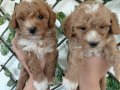 Mini Kore maltipo yavruları