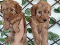 Mini Kore maltipo yavruları