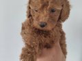 Minyatür toy poodle yavruları yeni sahiplerini arıyor