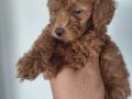 Minyatür toy poodle yavruları yeni sahiplerini arıyor