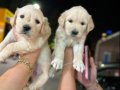 Bebek yüzlü Golden Retriever yavruları