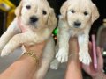 Bebek yüzlü Golden Retriever yavruları