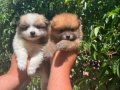 Mini mini pomeryan yavruları