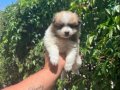 Mini mini pomeryan yavruları