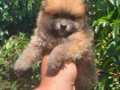 Mini mini pomeryan yavruları
