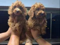 Mini sevimli toy poodle yavruları