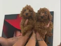Mini sevimli toy poodle yavruları