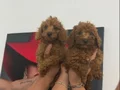 Mini sevimli toy poodle yavruları
