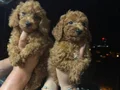 Mini sevimli toy poodle yavruları