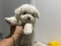 Sevimli çok oyuncu Maltese Terrier yavruları