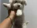 Sevimli çok oyuncu Maltese Terrier yavruları