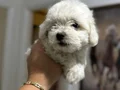 Sevimli çok oyuncu Maltese Terrier yavruları