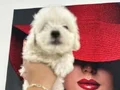 Sevimli çok oyuncu Maltese Terrier yavruları