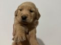 Bebek yüzlü Golden Retriever yavruları