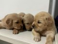 Bebek yüzlü Golden Retriever yavruları