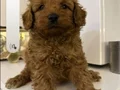 Minyatür toy poodle yavruları