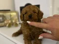 Minyatür toy poodle yavruları