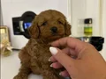 Minyatür toy poodle yavruları