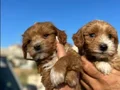 Mini Kore maltipo yavruları