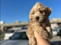Mini Kore maltipo yavruları
