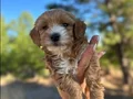 Mini Kore maltipo yavruları