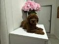 Orijinal Mini toy podgle yavruları