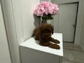 Orijinal Mini toy podgle yavruları