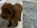 Orijinal Mini toy podgle yavruları