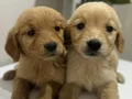 Safkan Golden Retriever bebekler