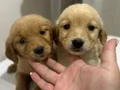 Safkan Golden Retriever bebekler