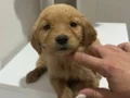 Safkan Golden Retriever bebekler