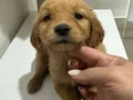 Safkan Golden Retriever bebekler