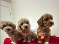 Safkan Mini malhipo yavruları