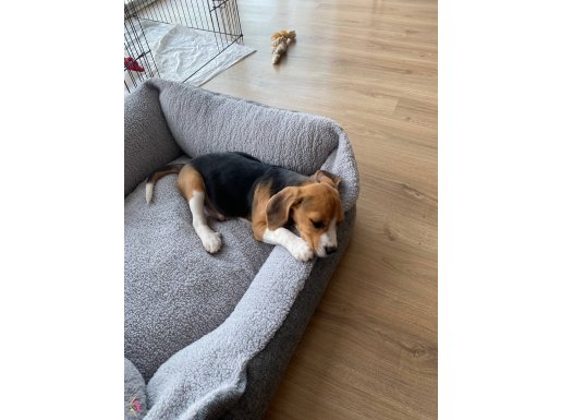 3 aylık Elizabeth beagle 