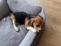 65 günlük erkek beagle 