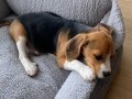 3 aylık Elizabeth beagle 