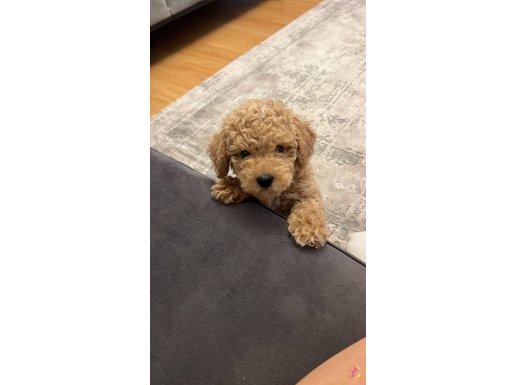 3 aylık toy poodle