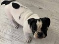 3,5 aylık french bulldog