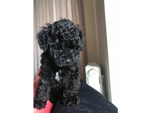 ÇOK ÖZEL SİYAH TOY POODLE YAVRULARIMIZ 