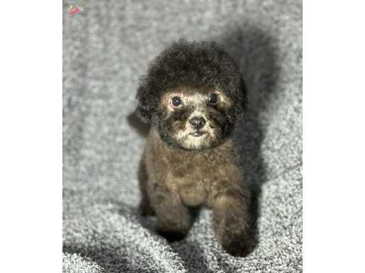 ÇOK ÖZEL SILVER POODLE YAVRULARIMIZ