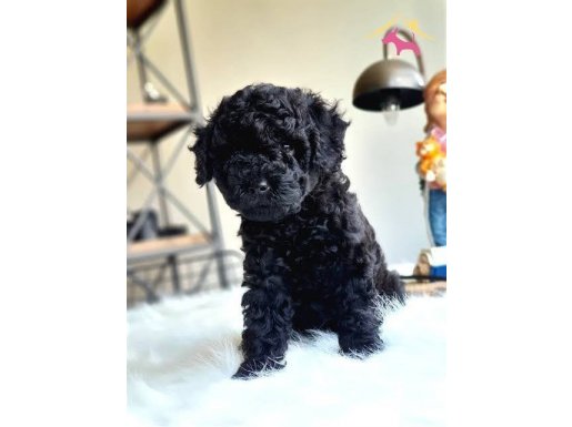 ÇOK ÖZEL SİYAH TOY POODLE YAVRULARI