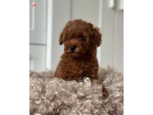 MÜKEMMEL KALİTE RED BROWN TOY POODLE YAVRULARI