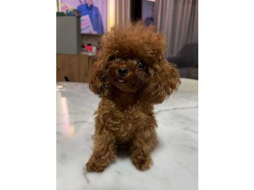 MICRO TEA CUP RED BROWN KORE  POODLE KIZIMIZ