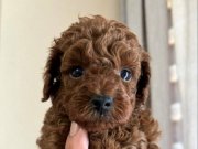 MÜKEMMEL KALİTE RED BROWN POODLE YAVRULARI